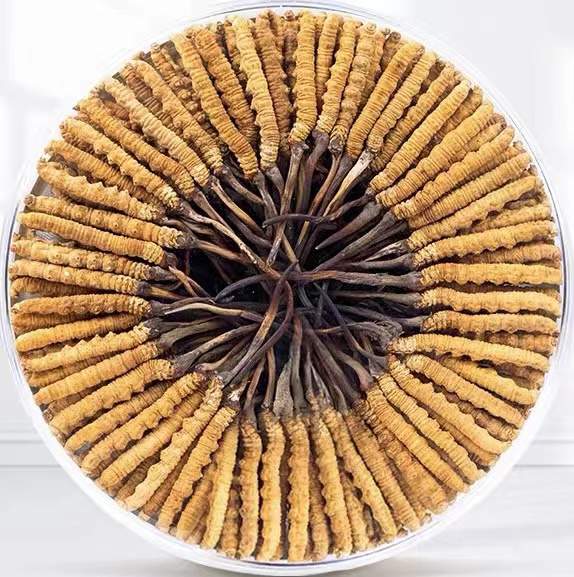 轮台冬虫夏草回收